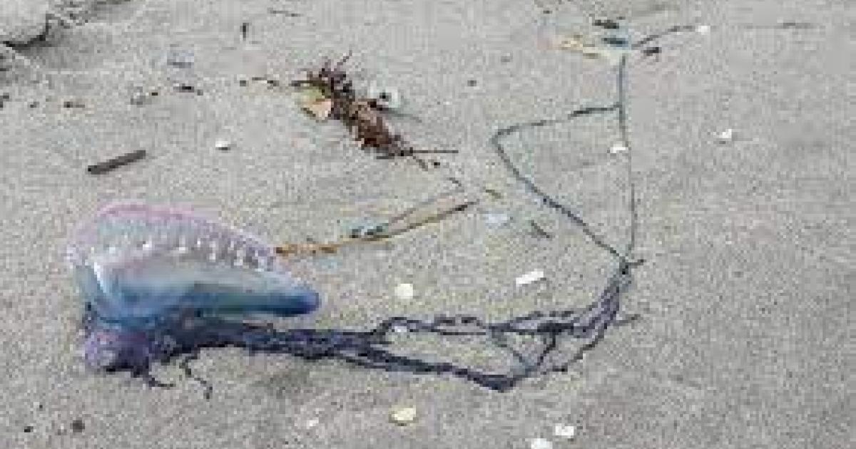 Que faire en cas de piqure de méduse